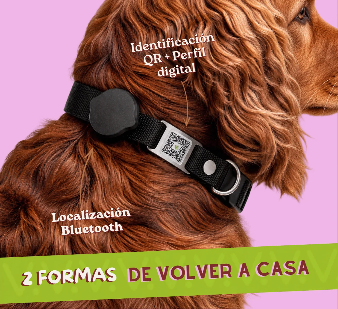 Vetto - tecnología para mascotas